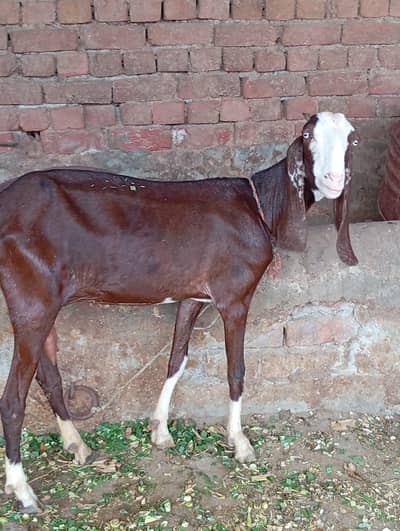 ablak beauti