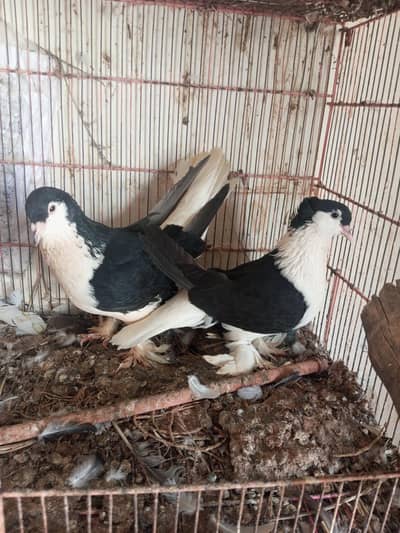 mukhi mookee and sherazi
