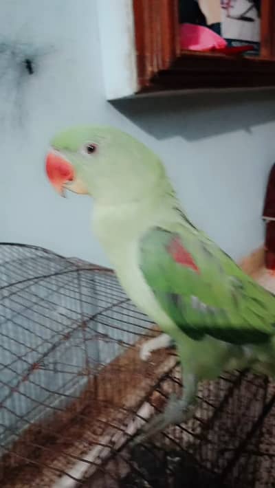 Female raw parrot
