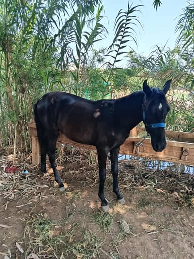Vachari for sale age 13 months