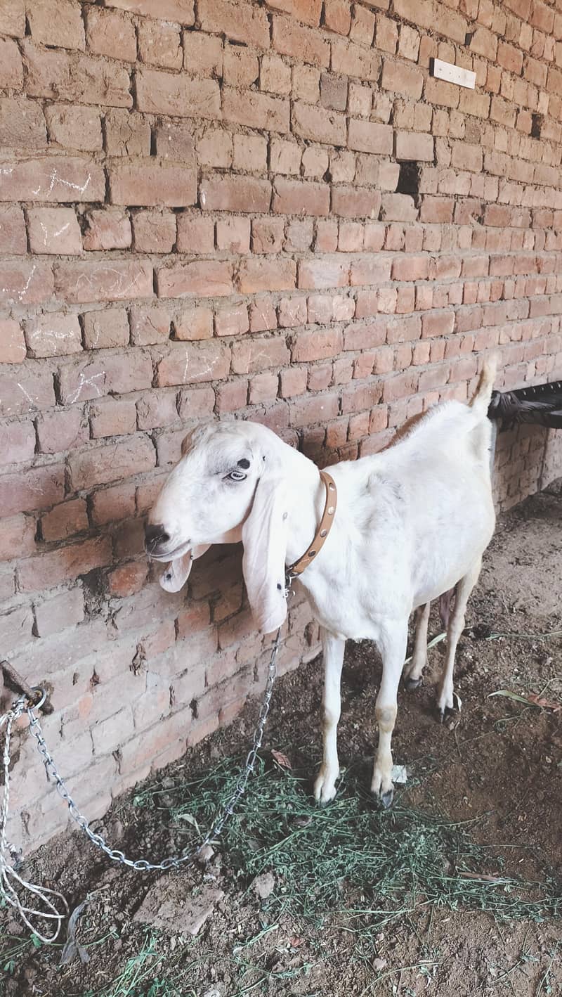 اگر کوئی بھائی ایکسچینج کرنا چاہتا ہے تو پوسیبل ہے 6