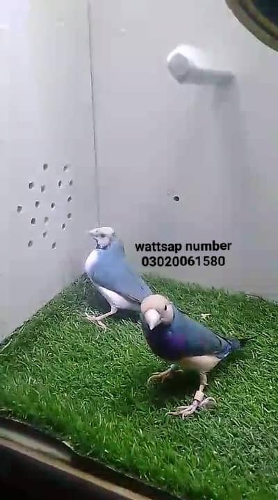 finches