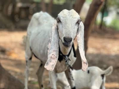 betal path  and baby femail for sale