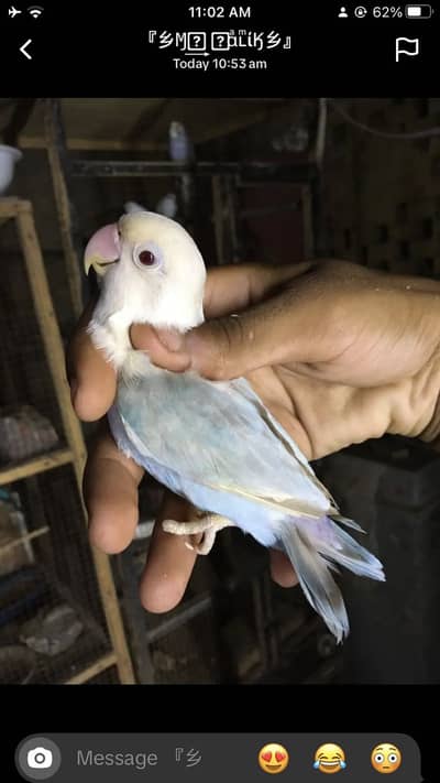 Pale fellow males