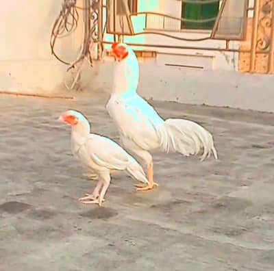 100% PURE PAPER WHITE HEERA ASEEL PAIR FOR SALE WHATSAPP : 03032766741