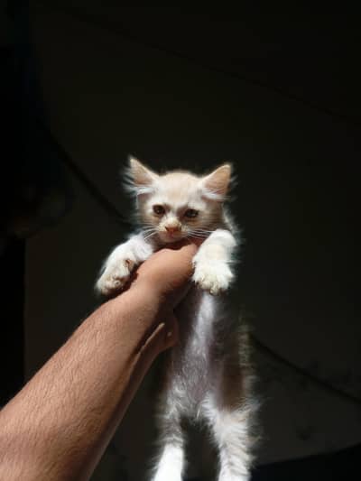 cat for sale