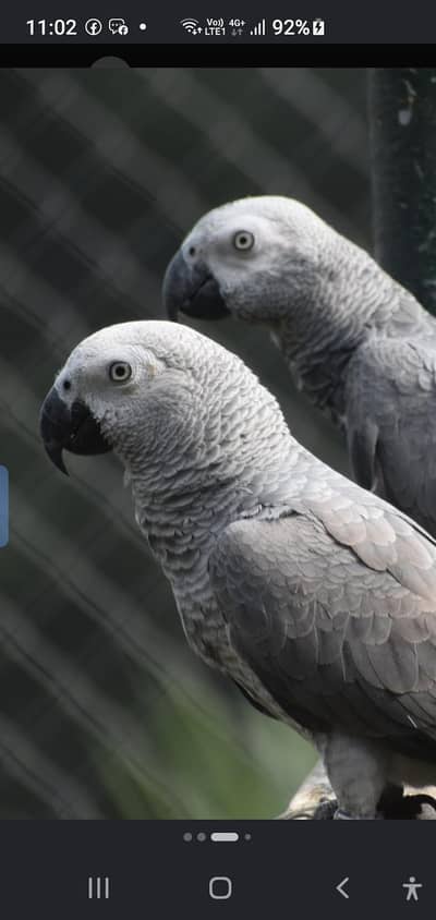 Cockatoo . african gray parrot. yellow ringnik .  Yellow Bip Lori