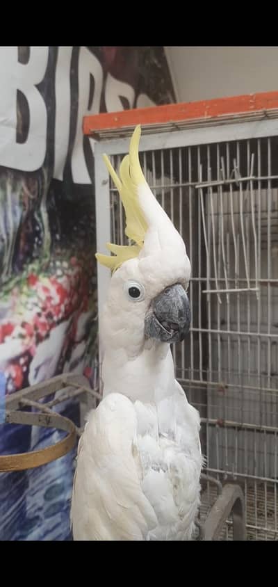 Cockatoo . african gray parrot. yellow ringnik .  Yellow Bip Lori