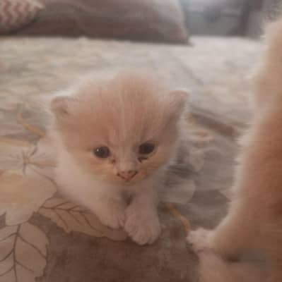 little kittens
