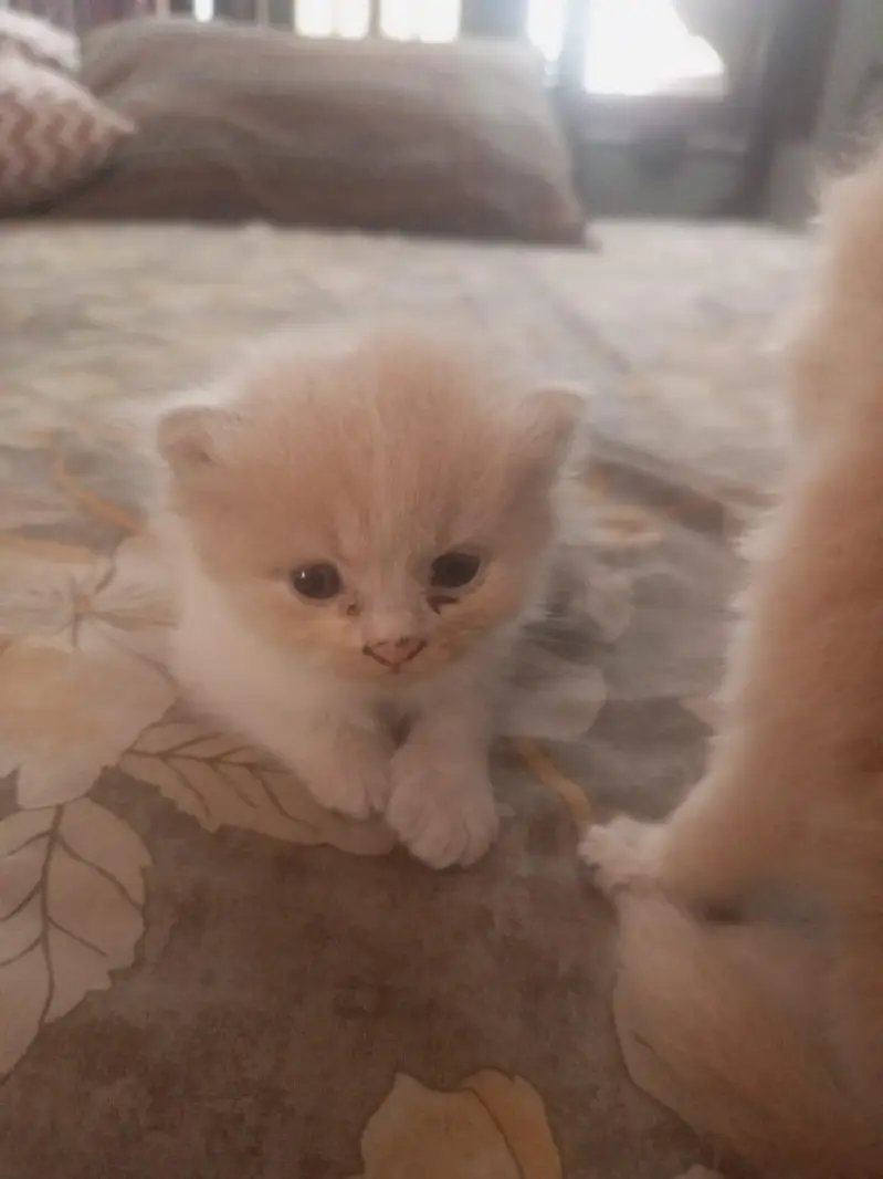 little kittens — photo 2
