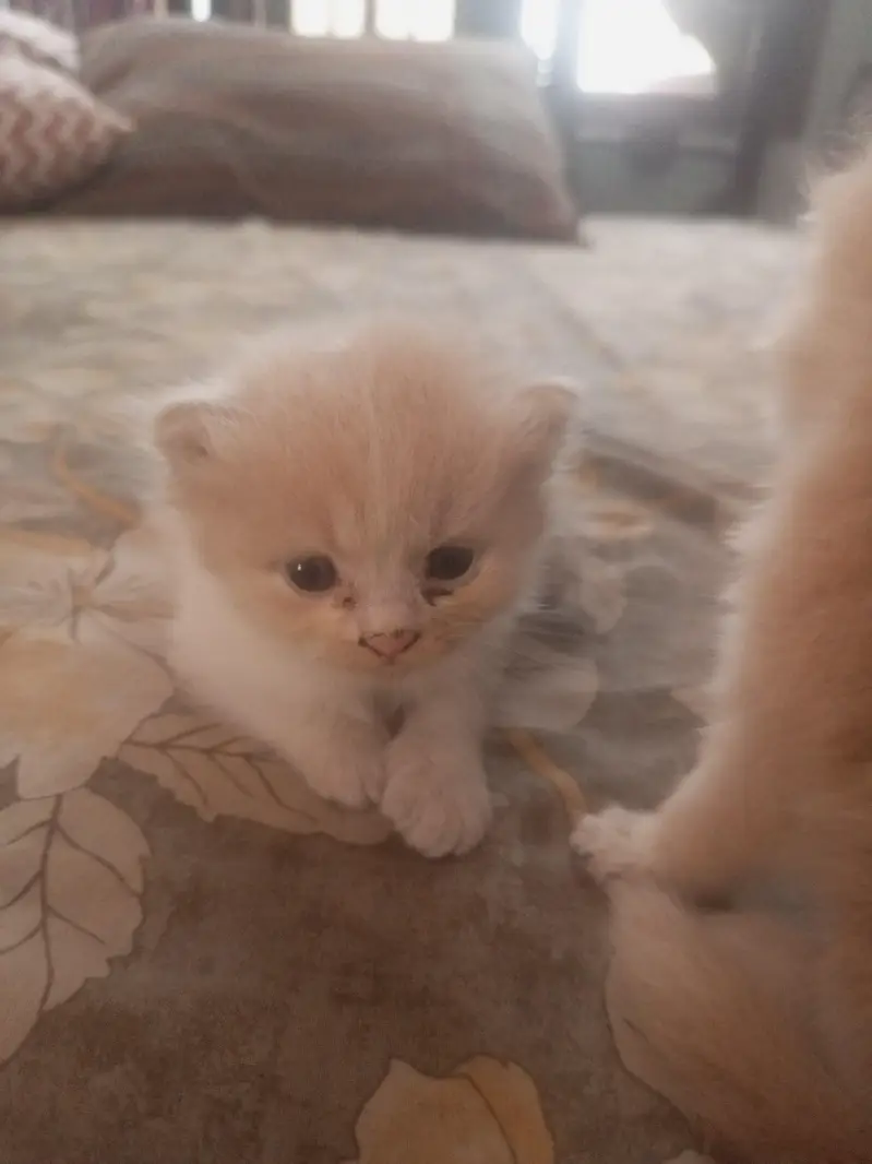 little kittens — photo 3