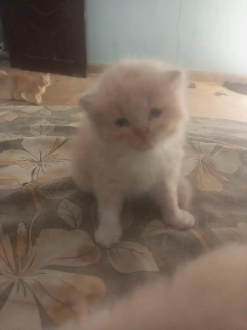little kittens — photo 4