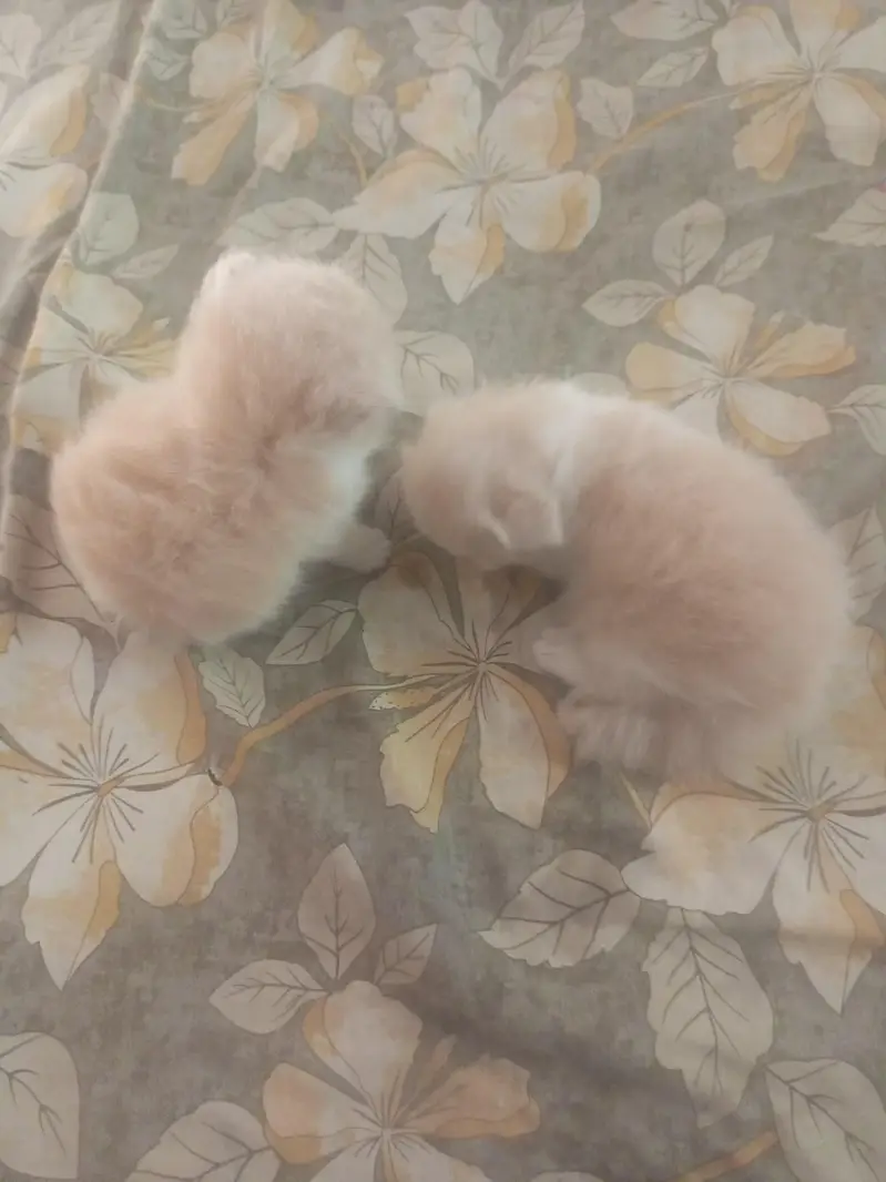 little kittens — photo 5