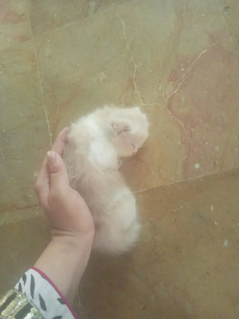 little kittens — photo 6