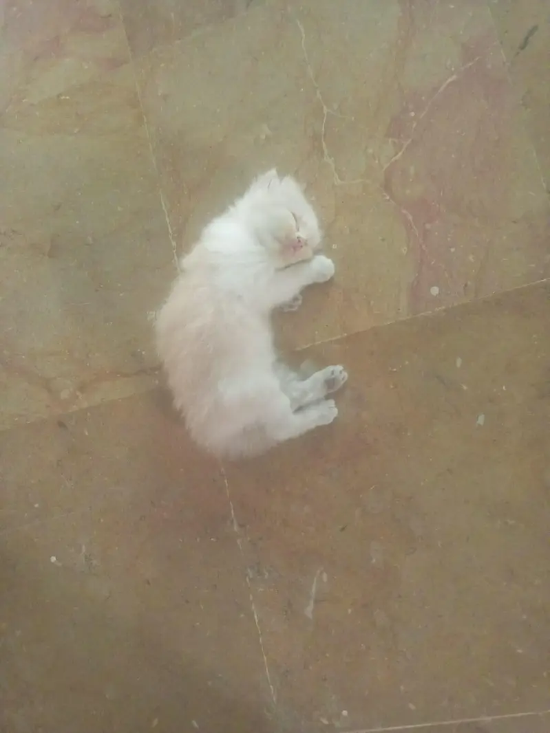 little kittens — photo 7