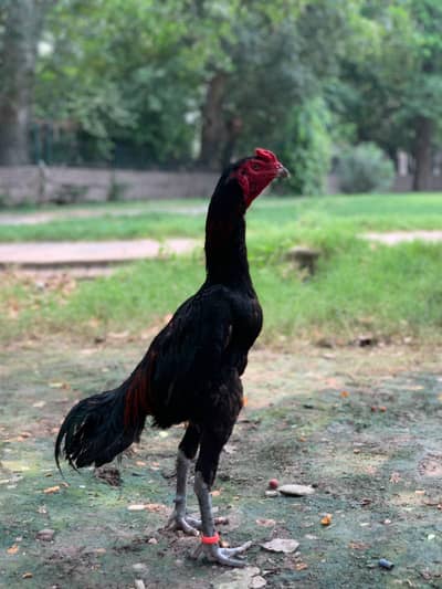 Thai aseel patha