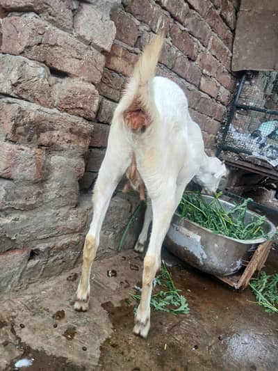 pregnent Female Tadi o saiz
