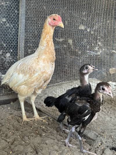 Murgiyan for sale