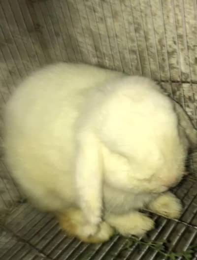 Holland loop rabbit Male