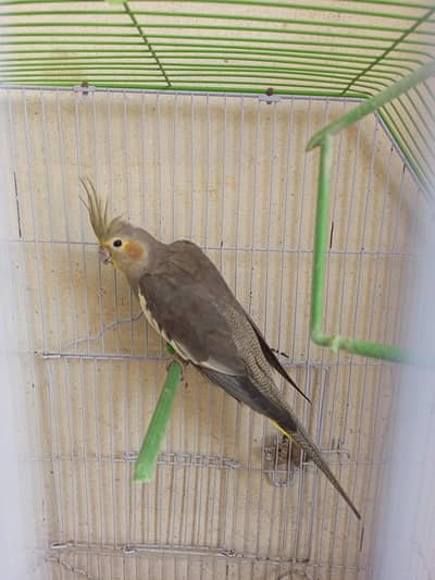 Breeder grey cocktail female.