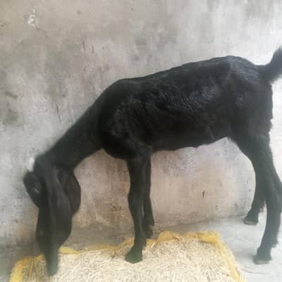 bakri k bachy(50k)