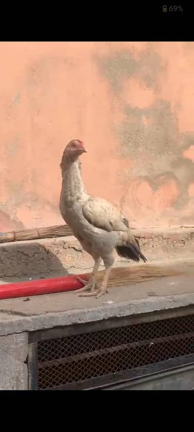Aseel jawa phatti