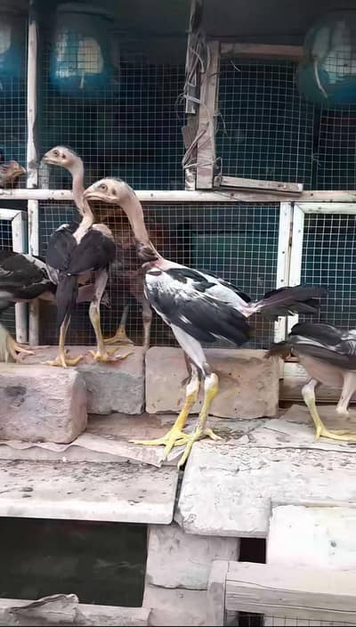 Aseel Chicks For Sale