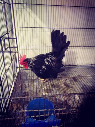 black japanese bantam male