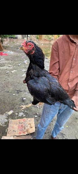 aseel murgi and murga for sale