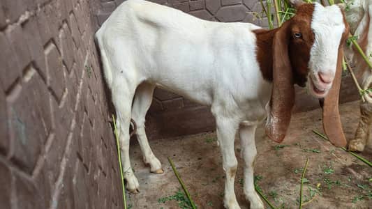 Healthy 5 Month Female Goat for Sale | Beautiful & Active