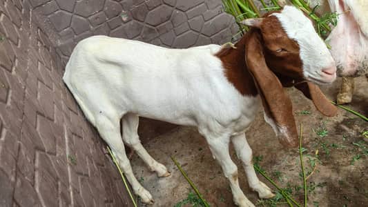 Healthy 5 Month Female Goat for Sale | Beautiful & Active
