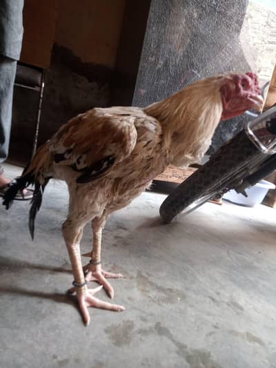 For Sale - Pure Thai Aseel Murgha | Tall Height`