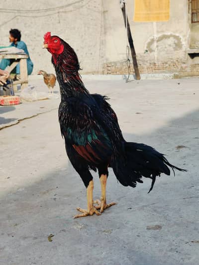 Quality Aseel for sale