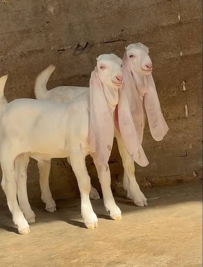 Liaqat Goats Farm