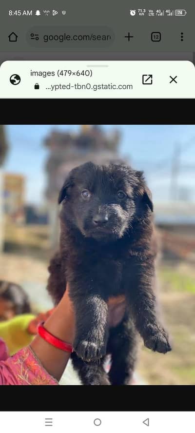 German shepherd puppy available