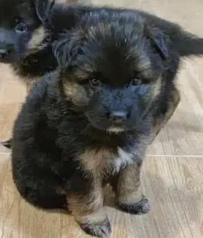 German shepherd puppy available
