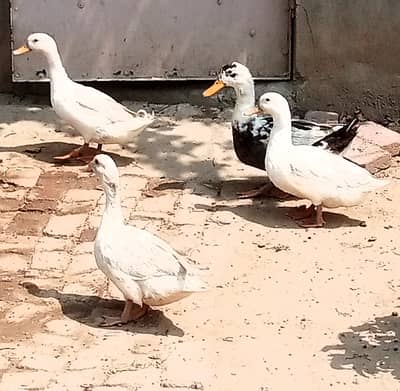 White Ducks for sale