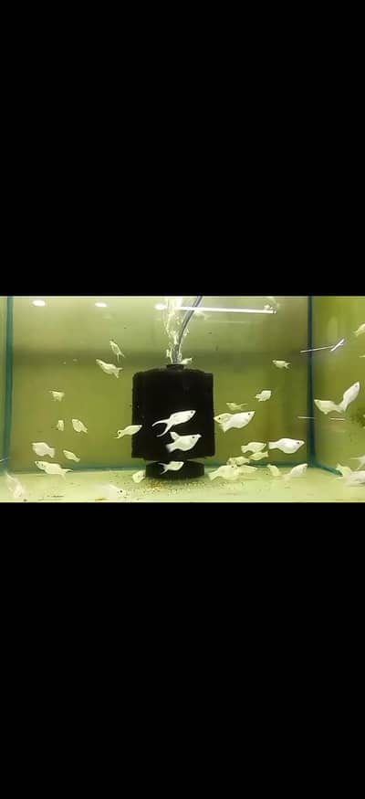 Moontail Baloon molly available for sale