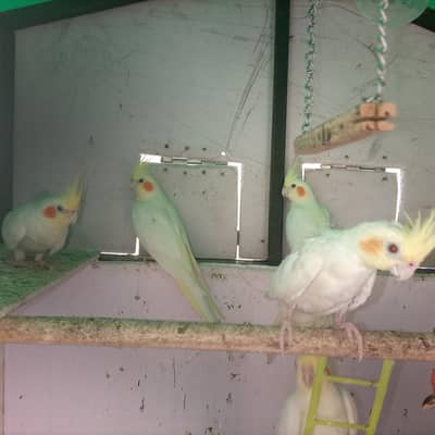 common white red eye cockatiel per piece2500