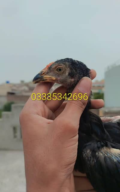 Aseel chicks forsale