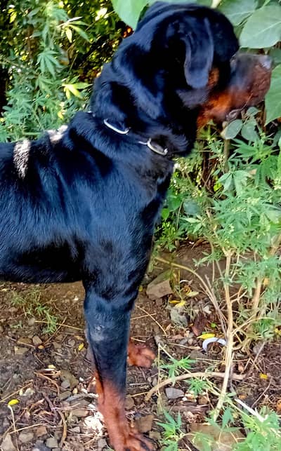 male dog for sale exchange