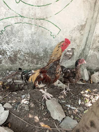 Aseal male for sale