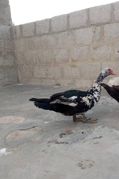 mascovy duck