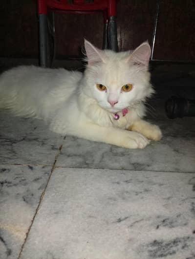 male white colour Persian cat