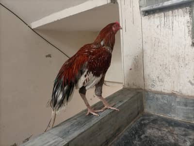 Pure Aseel Murga For Sale (Healthy and Active)