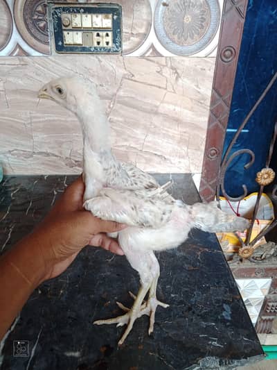 sale quality bird chik