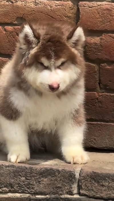 Siberian husky fore sale Whatsapp number 0314/67/23/435