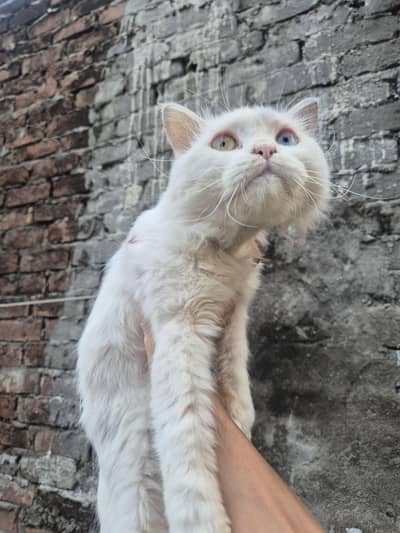 Persian Male