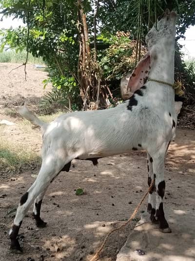 Desi Bakra fr Sale wtapp;03052030965