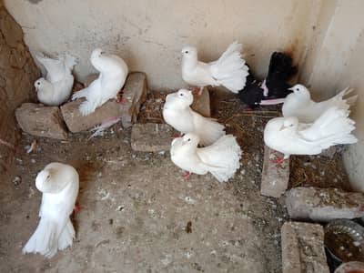 lucky pigeons all pigeons deal 4pair